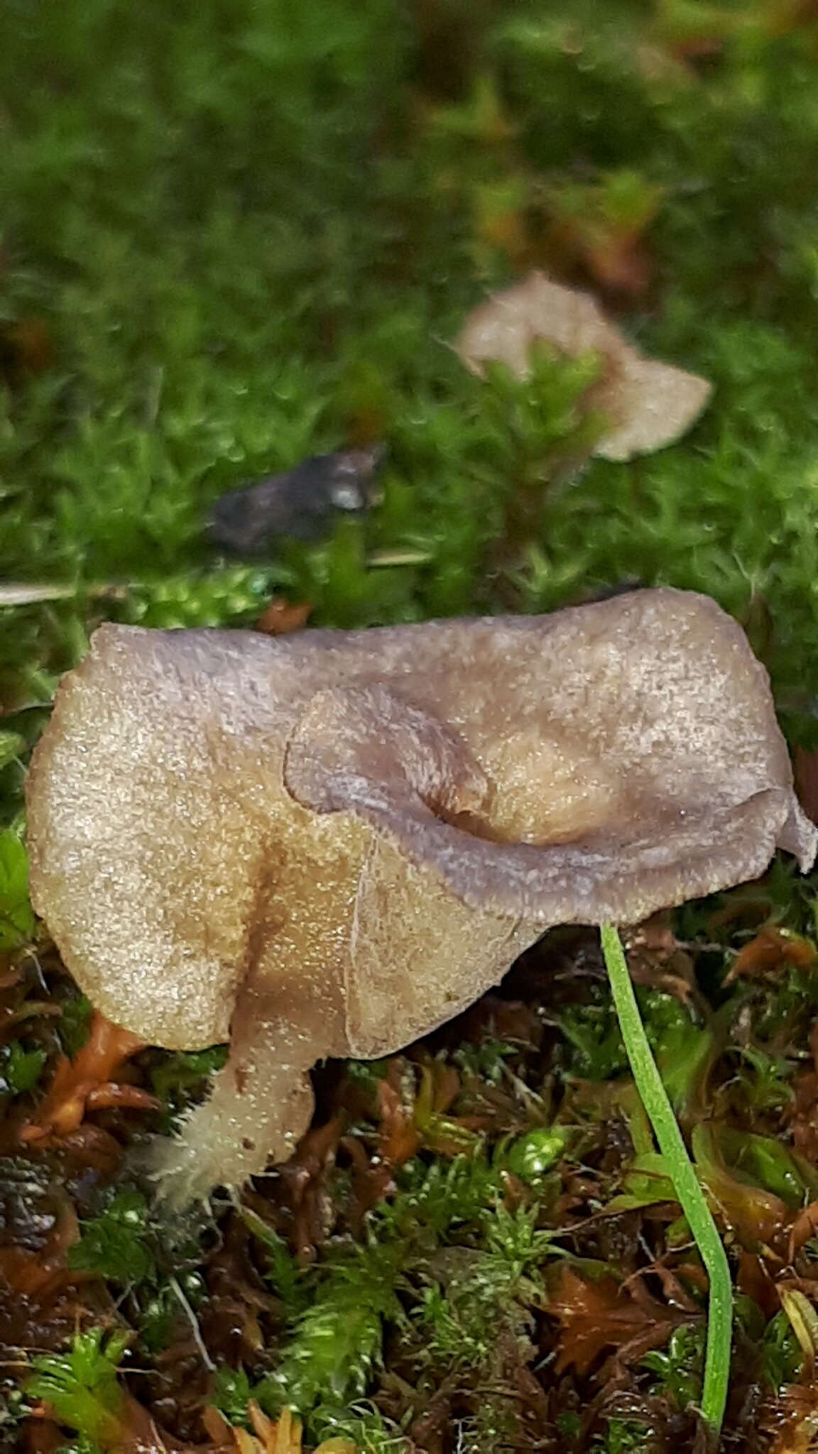 Image de Arrhenia spathulata (Fr.) Redhead 1984