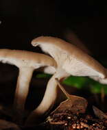 Image of Singerocybe clitocyboides (Cooke & Massee) Zhu L. Yang, J. Qin & Ratkowsky 2014