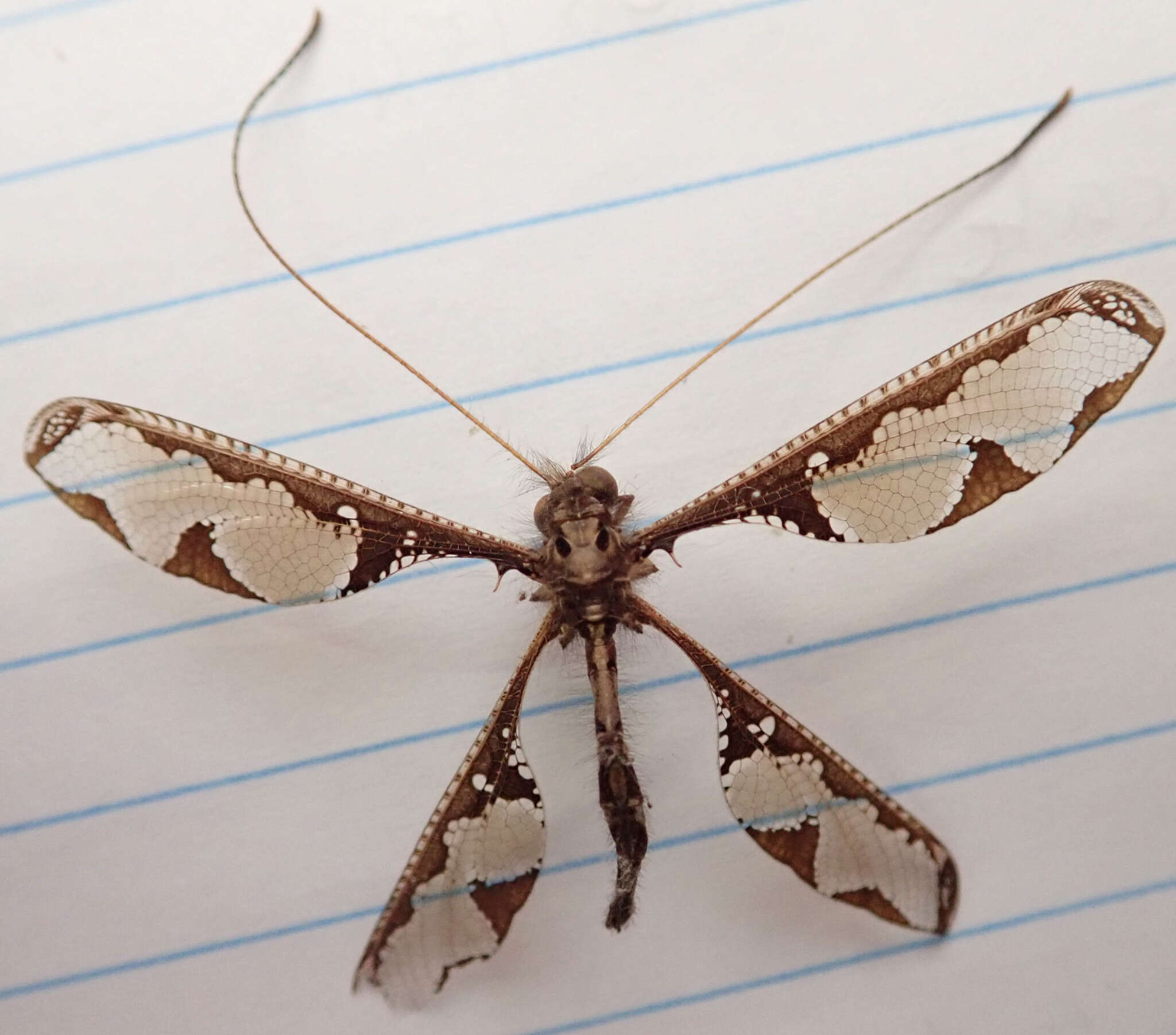 Image of Blotched Long-horned Owlfly