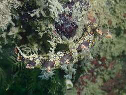 Image of Swimming nudibranch