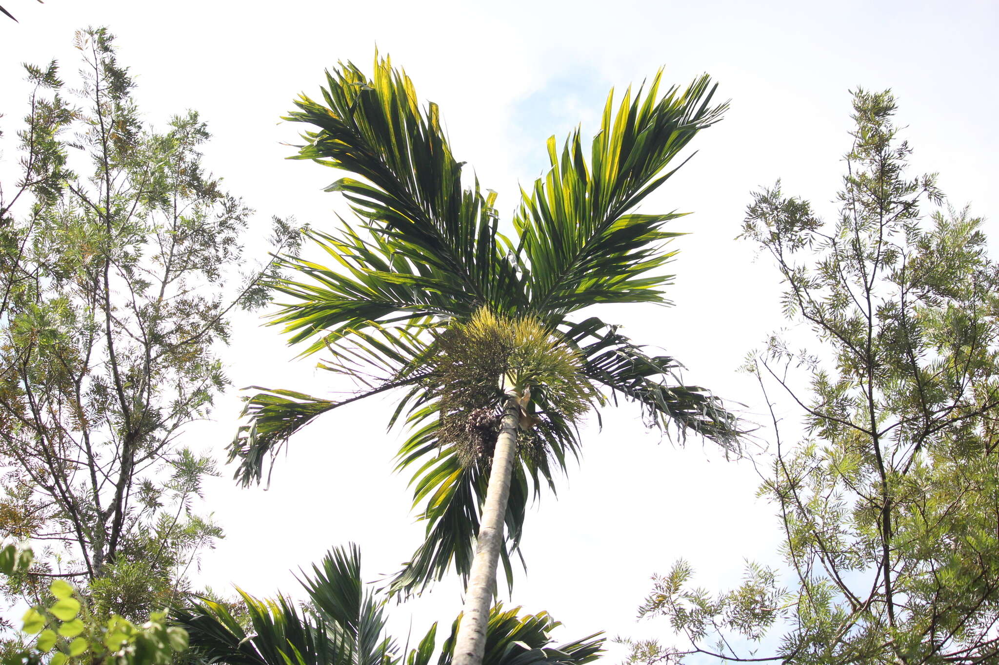 Image of betel palm