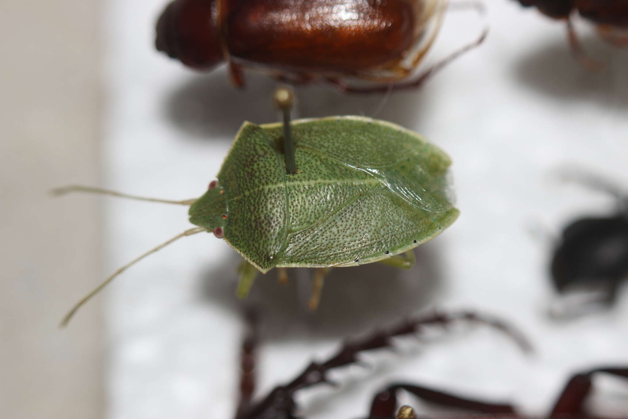 Image of Chlorocoris (Monochrocerus) hebetatus Distant 1890