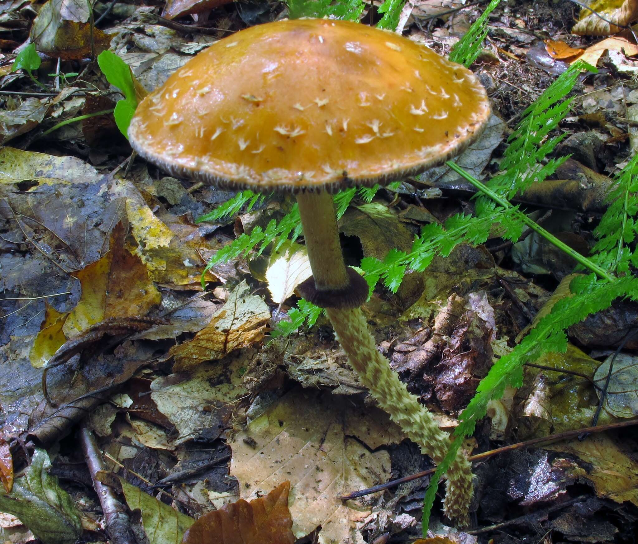 Image of Leratiomyces squamosus var. thraustus (Kalchbr.) Bridge & Spooner