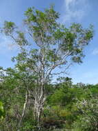 Image of Cameraria latifolia L.