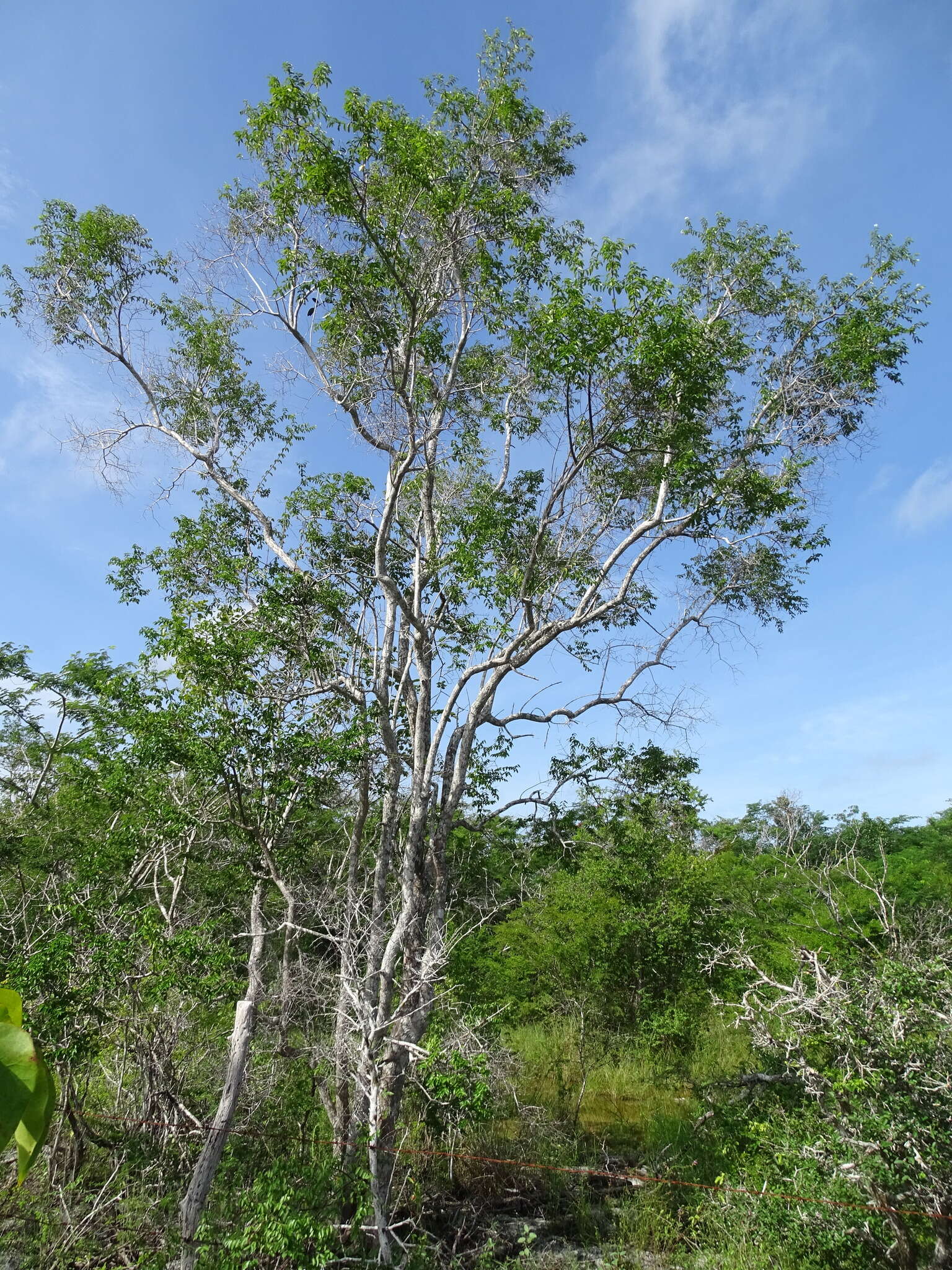 Image of Cameraria latifolia L.