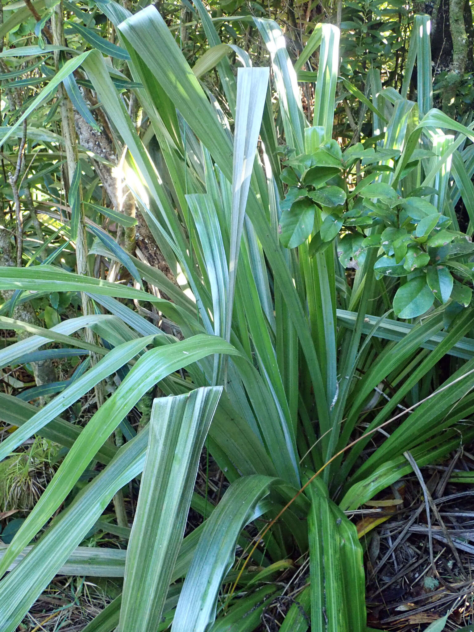 Astelia chathamica (Skottsb.) L. B. Moore resmi