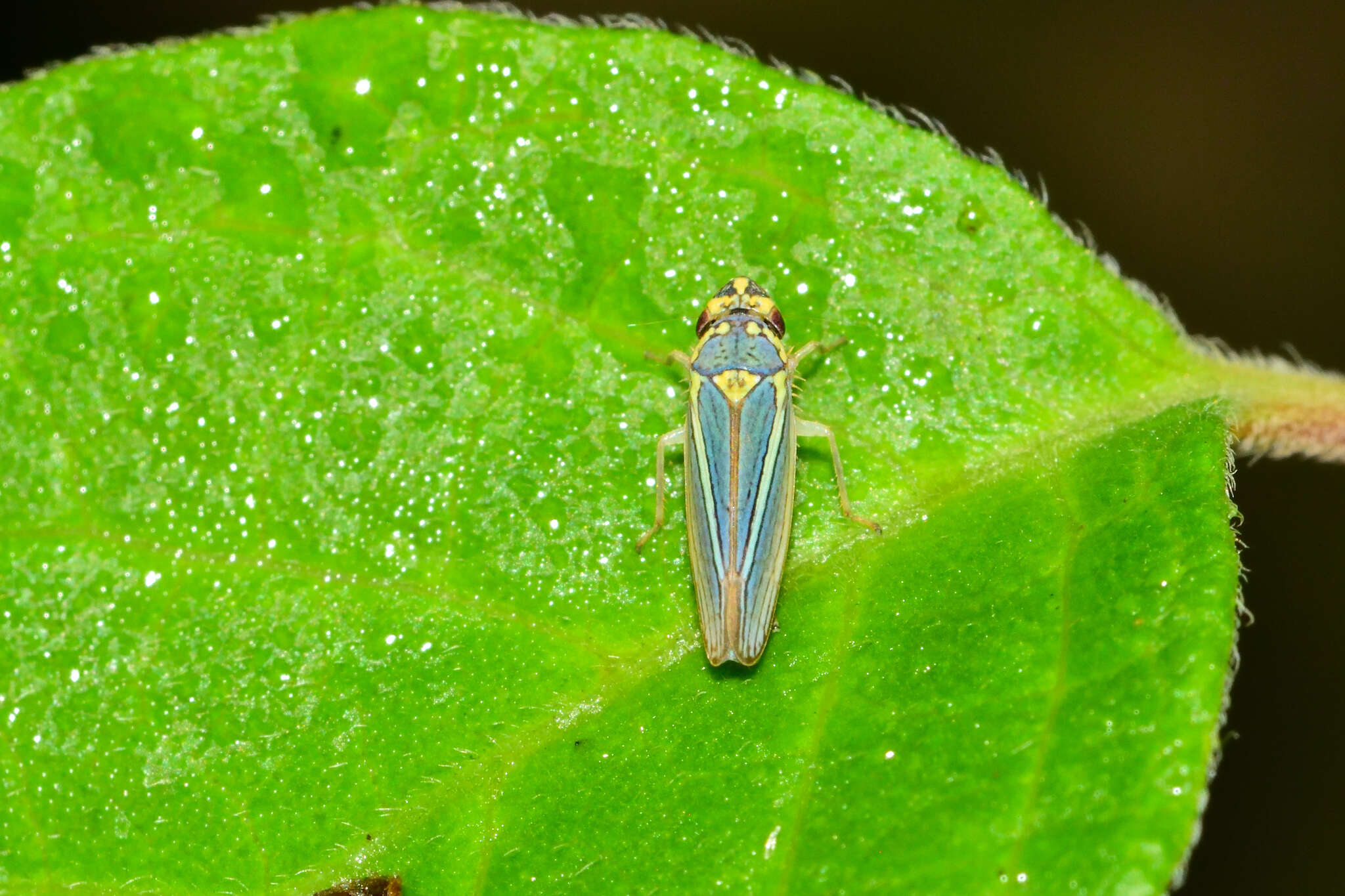 Image of Graphocephala aurolineata (Fowler 1900)