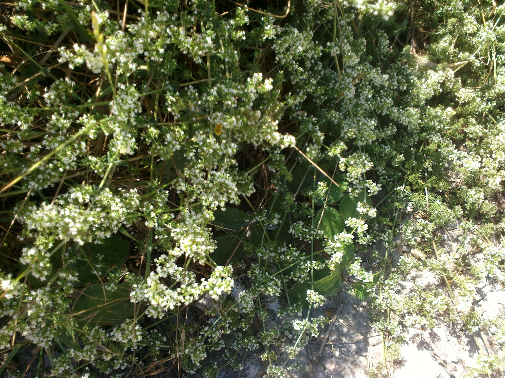 صورة Galium humifusum M. Bieb.