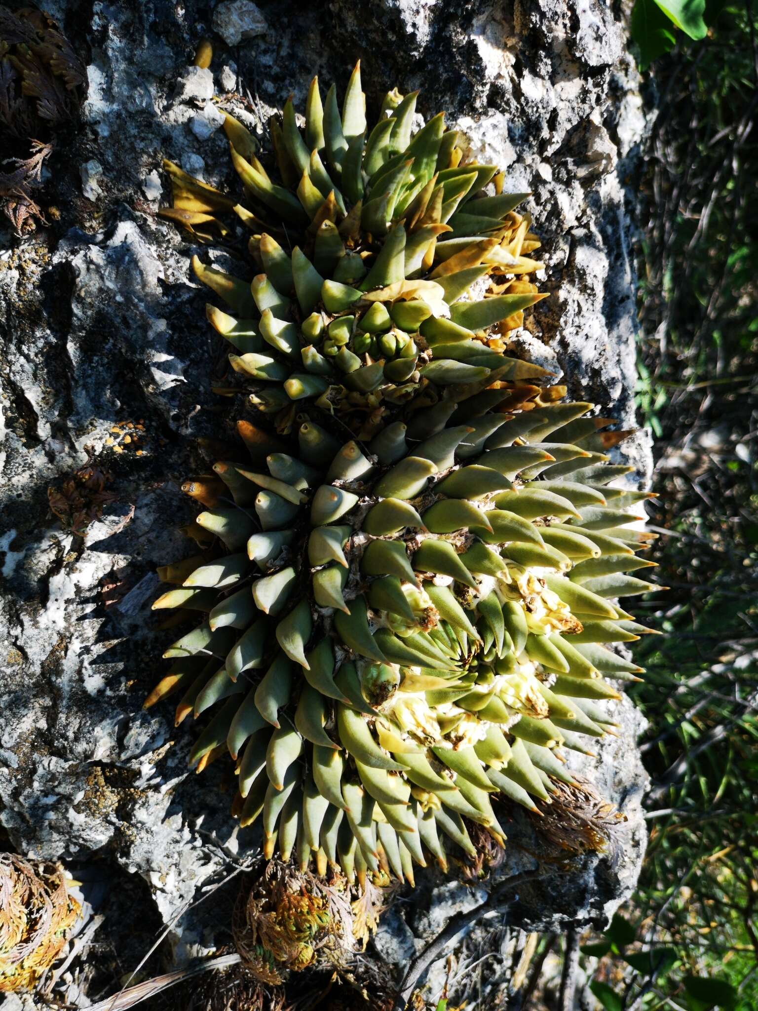 Ariocarpus trigonus (F. A. C. Weber) K. Schum. resmi