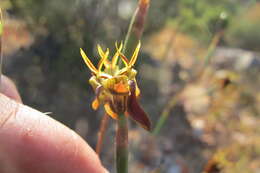 Image of Moraea inconspicua subsp. inconspicua