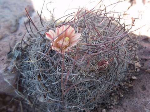 Image de Mammillaria johnstonii Orcutt