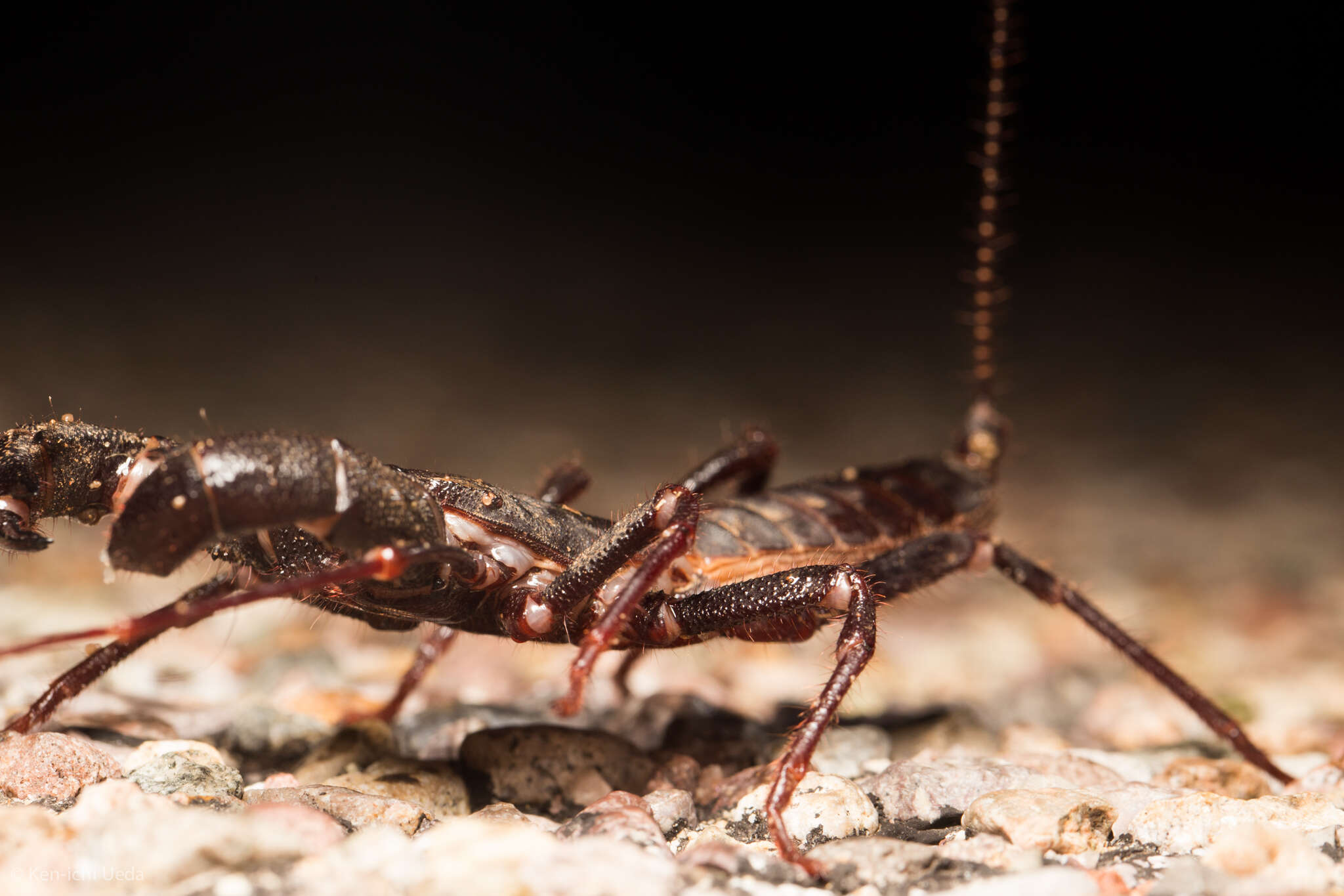 Image of Mastigoproctus tohono Barrales-Alcalá, Francke & Prendini 2018