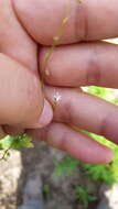 Image of Lobelia cordifolia Hook. & Arn.