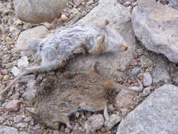 Image of Yellow-nosed Cotton Rat