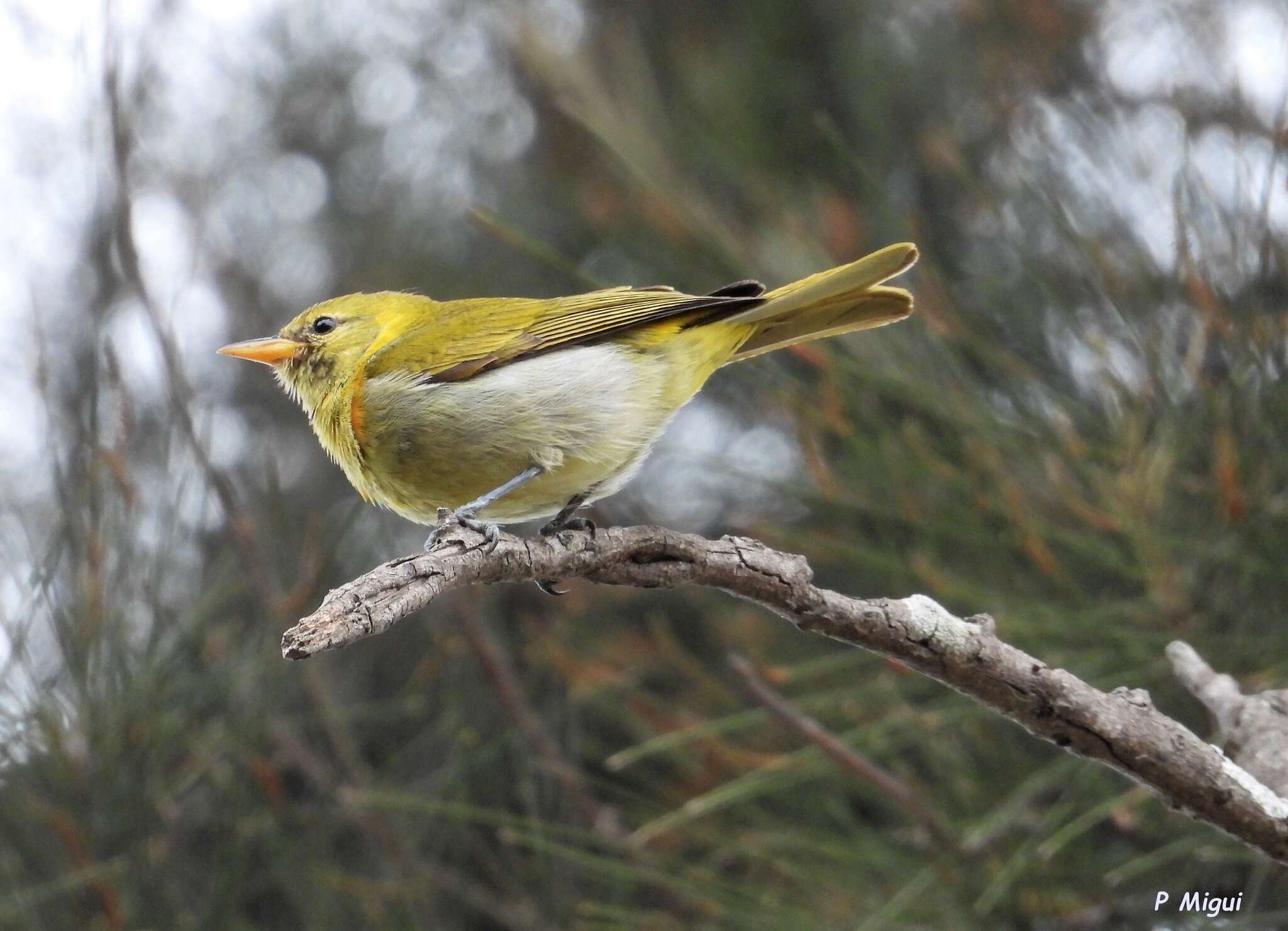 Image of Guira Tanager