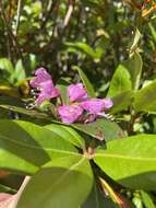 Image of Rhododendron smokianum Ralf Bauer & Albach