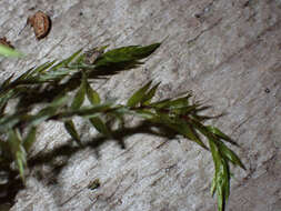 Image of New Mexican fontinalis moss