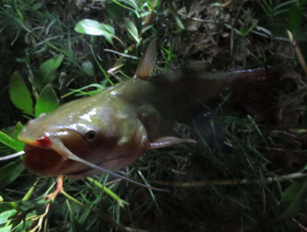 Image of Black Bullhead