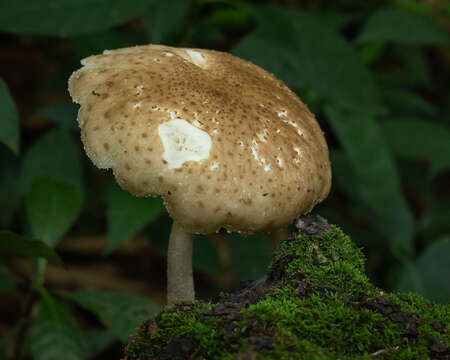 Image of Oudemansiella cubensis (Berk. & M. A. Curtis) R. H. Petersen 2010