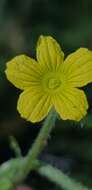 Image of African Wild Cucumber