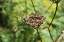 Imagem de Selinum rhodopetalum (Pimenov & Kljuykov) Hand