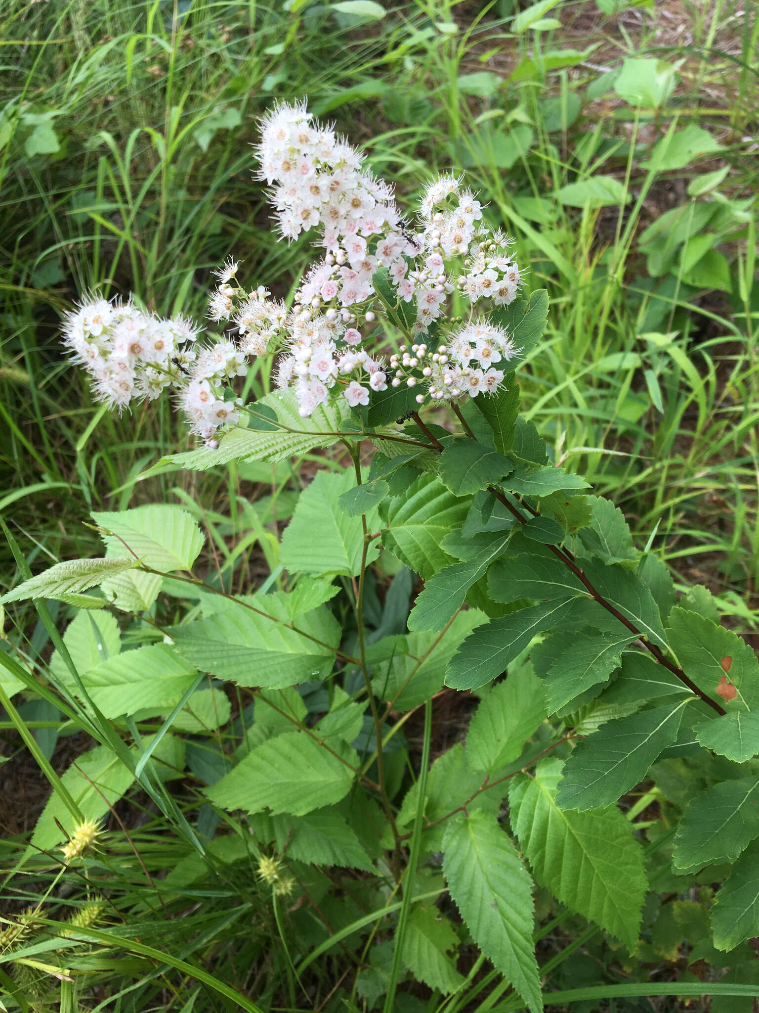 Image of white meadowsweet