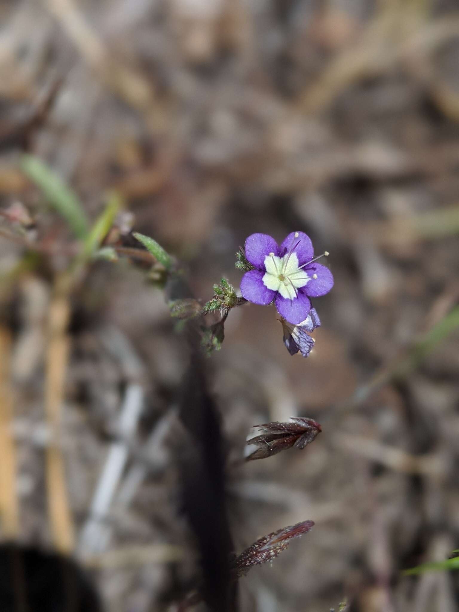 Phacelia orogenes Brand的圖片