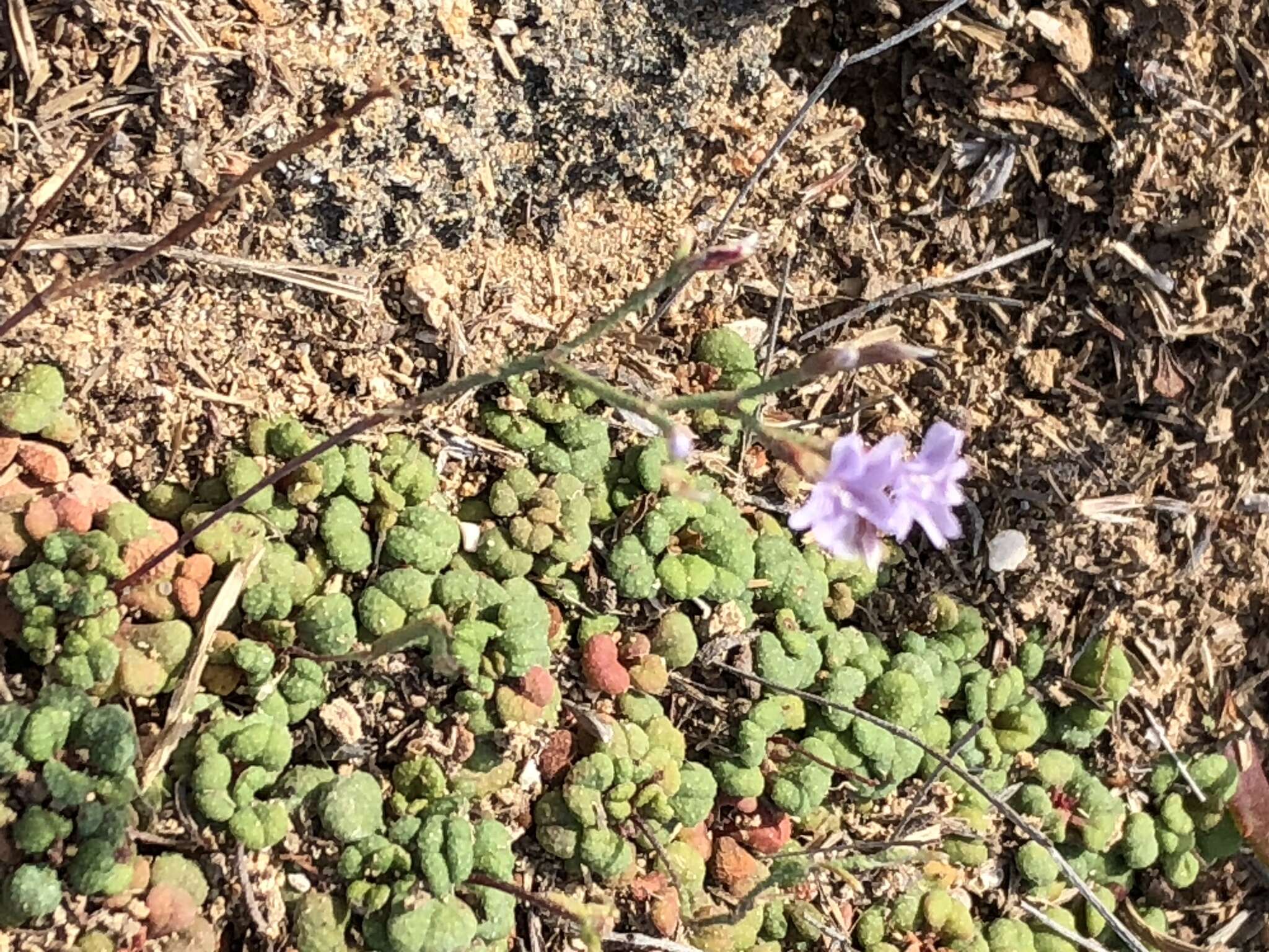 Image of Limonium minutum (L.) Chaz.