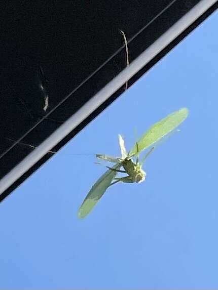 Image of Japanese broadwinged katydid