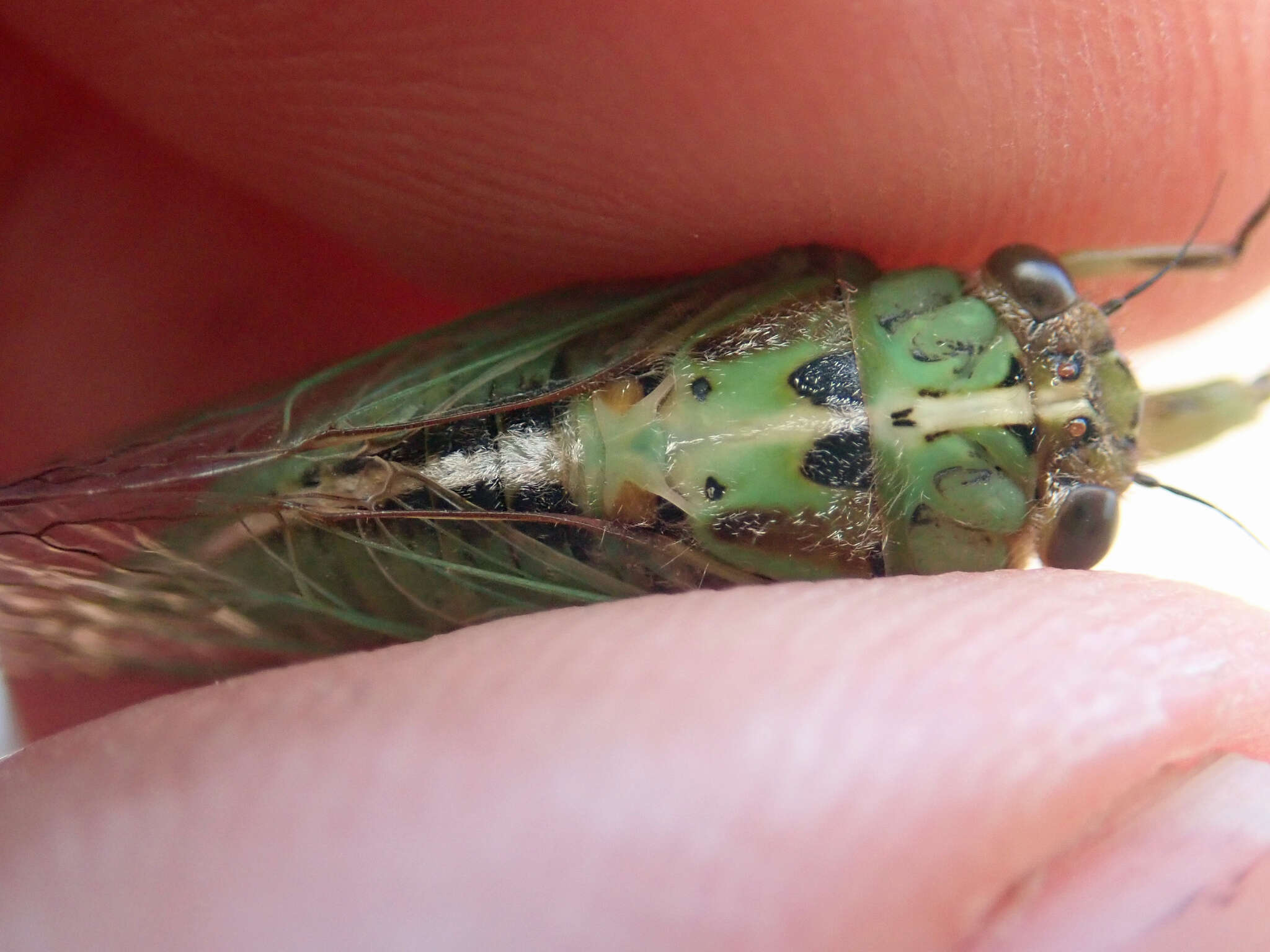 Image of Chatham Island cicada