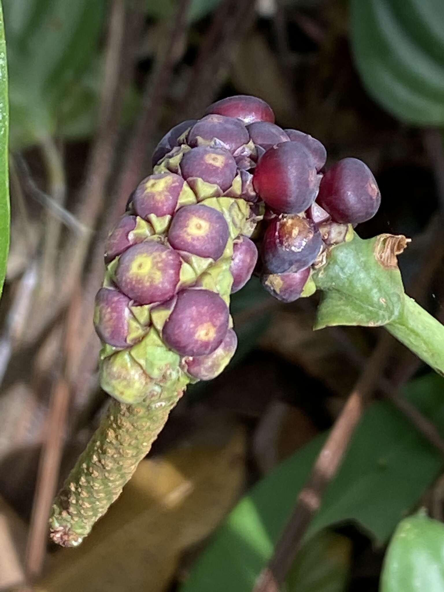 Image de Anthurium raimundii Mayo, Haigh & Nadruz