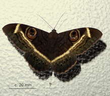Image of Cyligramma latona Cramer 1779