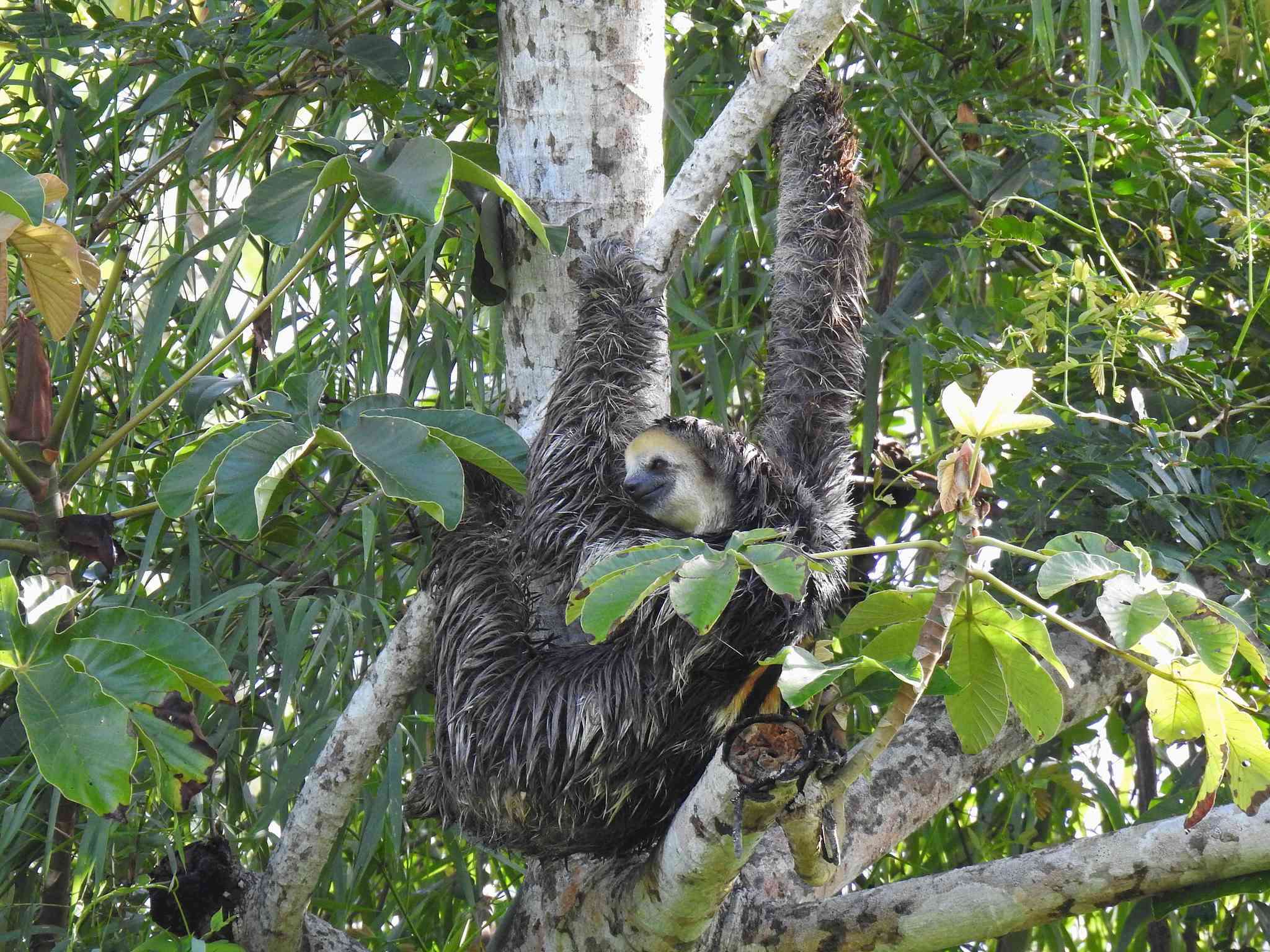 Image of Pale-throated Sloth