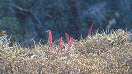 Image of Tillandsia pueblensis L. B. Sm.