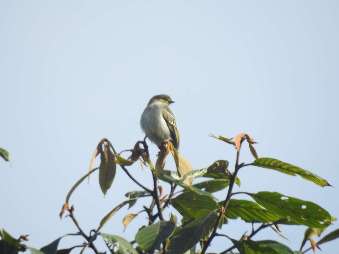 Image of Golden-faced Tyrannulet