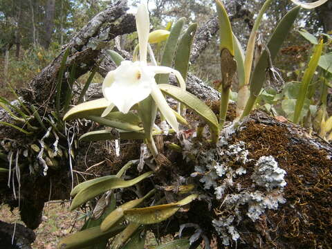 Image of Rhyncholaelia glauca (Lindl.) Schltr.