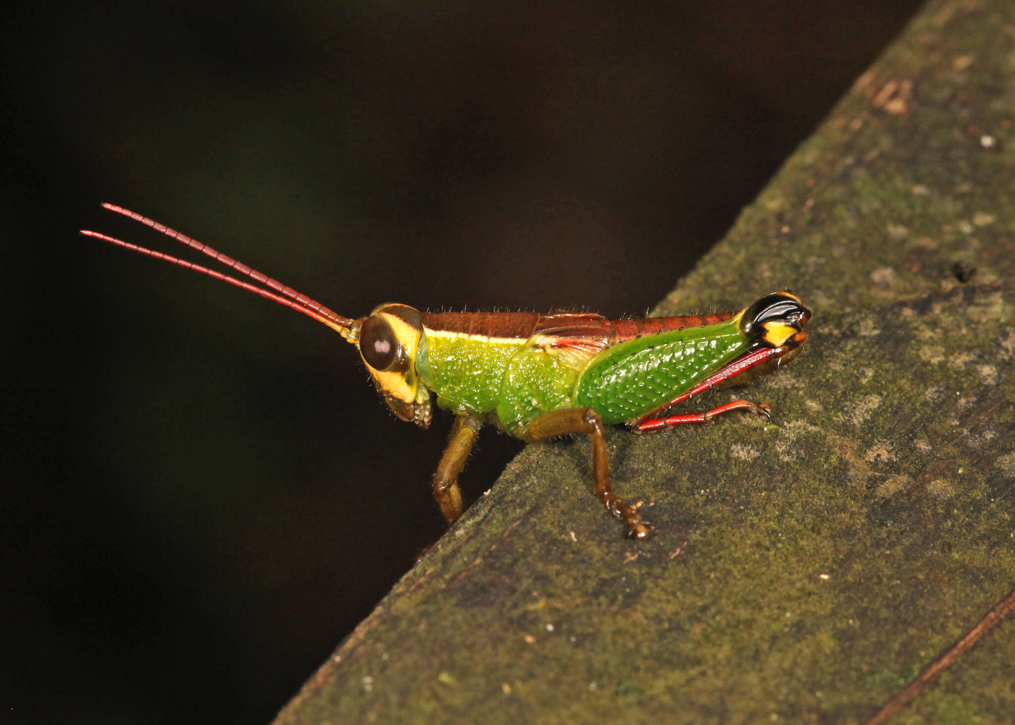 Image of Ophthalmolampis sigillata (Descamps 1978)