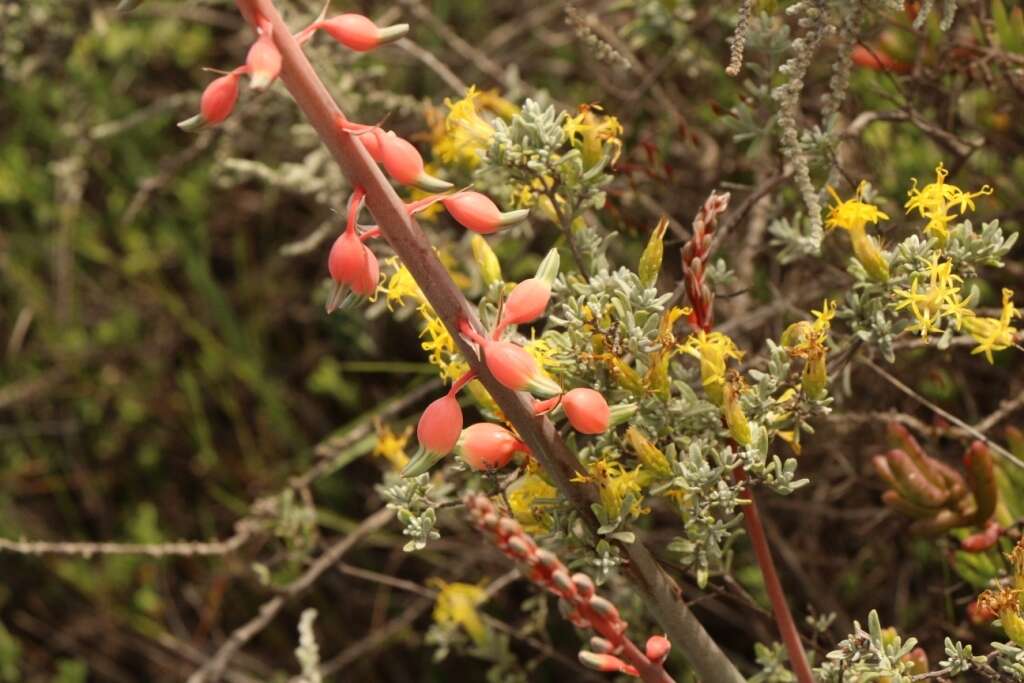 Image of Gasteria brachyphylla var. brachyphylla