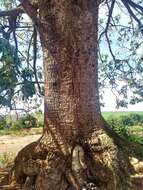 Image of Ceiba pubiflora (A. St.-Hil.) Schum.