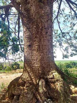 Image of Ceiba pubiflora (A. St.-Hil.) Schum.