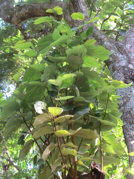 Image of Luehea grandiflora C. Mart.