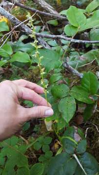 Слика од Platanthera stricta Lindl.