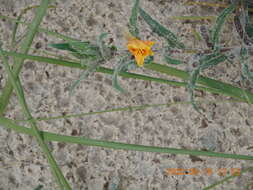 Image of Argentine evening primrose