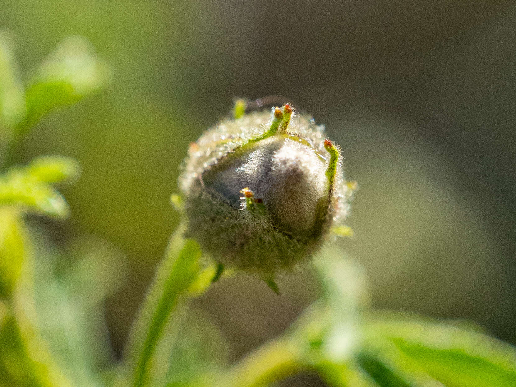 Image of Hibiscus huegelii Endl.