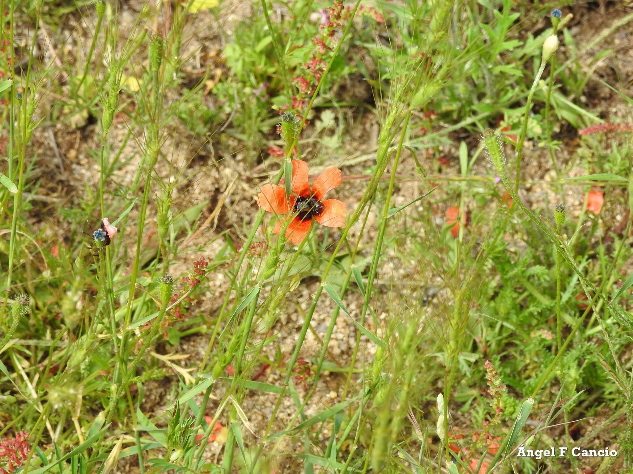 Image of Prickly Poppy