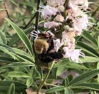 Plancia ëd Centris caesalpiniae Cockerell 1897