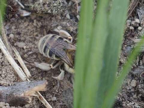 Image of Anthophora bimaculata (Panzer 1798)