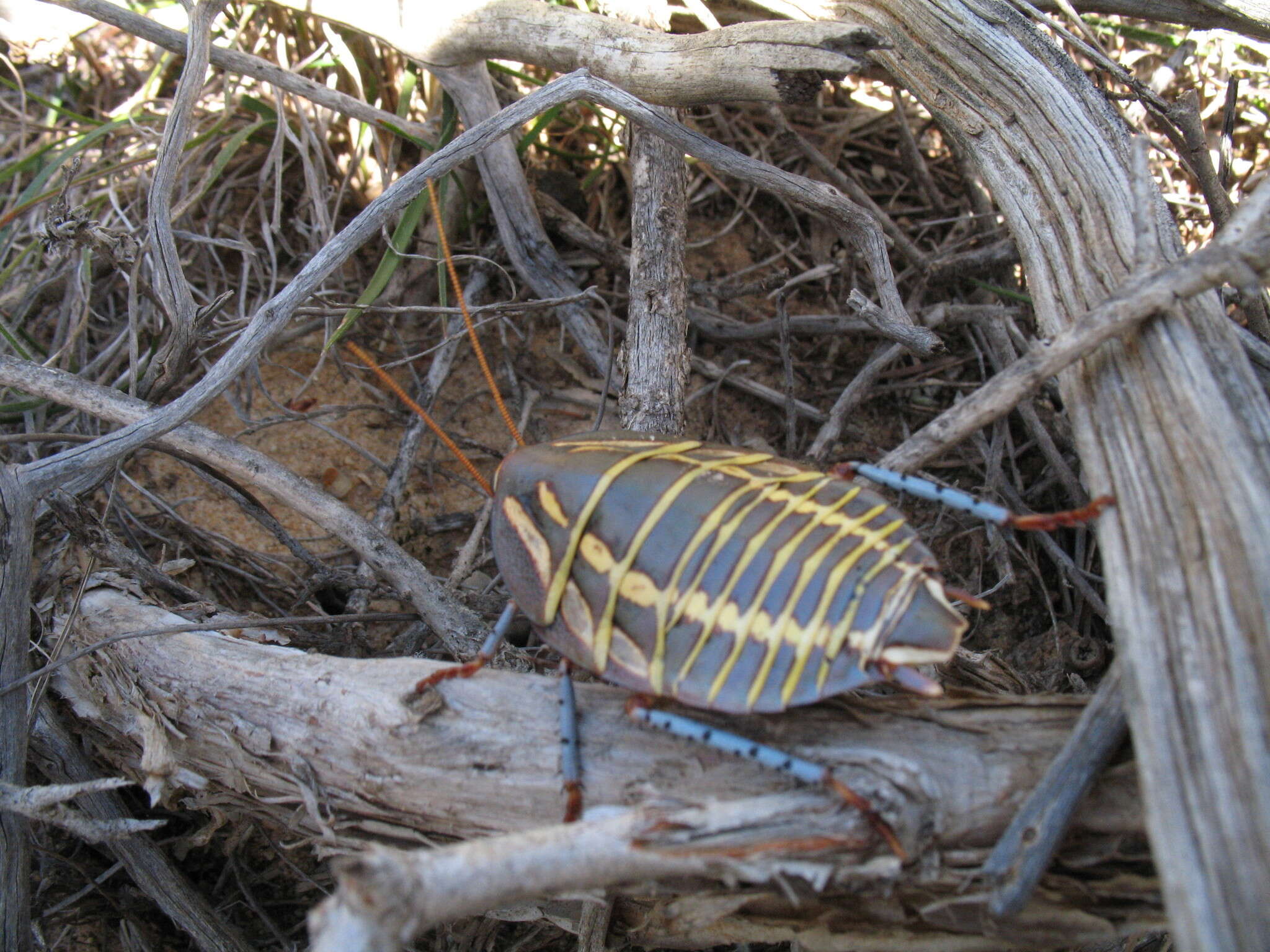 Image of Mardi Gras Cockroach