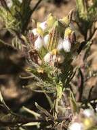 Image of Orcutt's bird's-beak