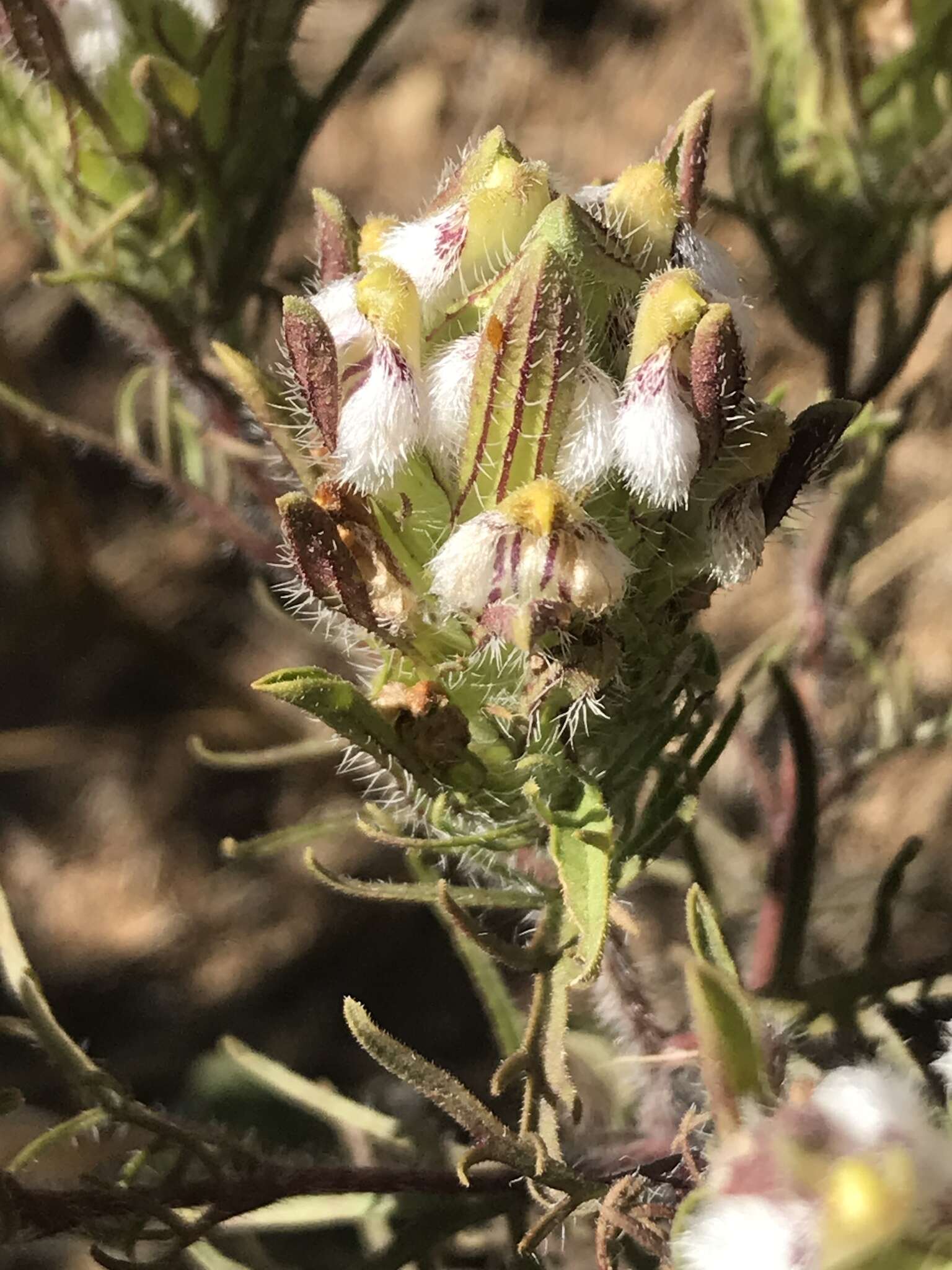 Image of Orcutt's bird's-beak